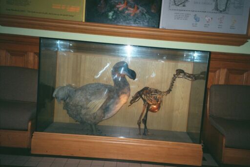 Dodo bird in City Hall Museum