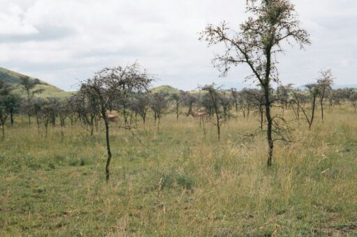 Amboseli National Park, Kenya - Hartebeests