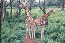 Langate Giraffe Centre, Nairobi, Kenya - Two Rothschild's Giraffes