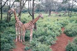 Langate Giraffe Centre, Nairobi, Kenya - Five Rothschild's Giraffes