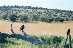 Masai Mara, Kenya  - White Headed and Hooded Vultures