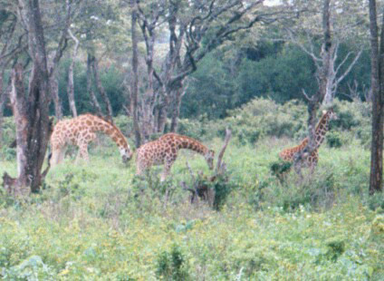 Langate Giraffe Centre, Nairobi, Kenya - Three Rothschild's Giraffes