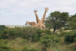 Inkwenkwezi Game Reserve, South Africa - Reticulated Giraffes