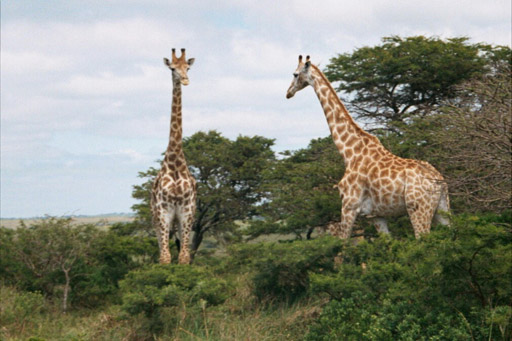 Inkwenkwezi Game Reserve, South Africa - Reticulated Giraffes