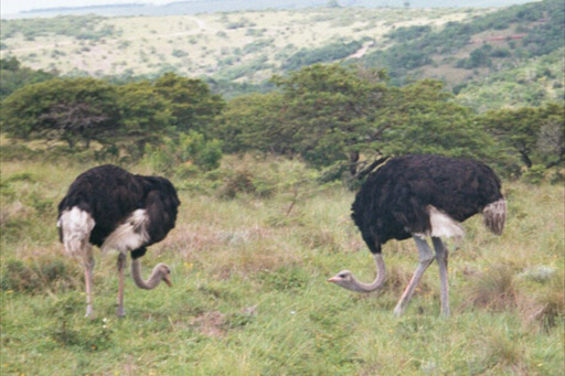 Inkwenkwezi Game Reserve, South Africa - Ostriches