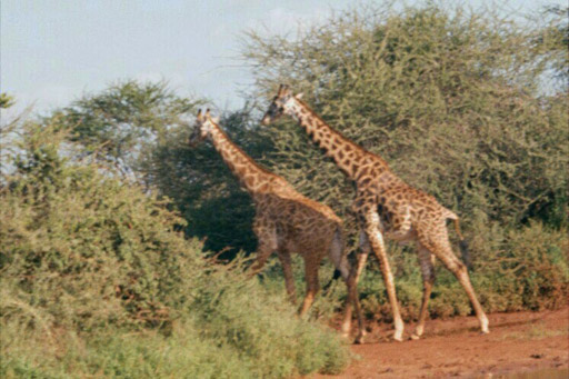 Tsavo National Park, Kenya - Reticulated Giraffes