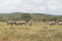 Amboseli National Park, Kenya - Zebras