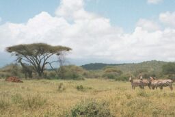 Amboseli National Park, Kenya - Reticulated Giraffe and Zebras