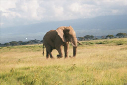 Amboseli National Park, Kenya - Elephant