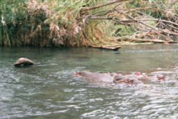 Mzima Springs, Kenya - Hippopotamus