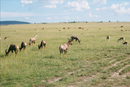 Masai Mara, Kenya - Topi with Gazelles
