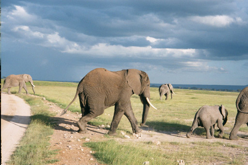Amboseli National Park, Kenya - Elephants crossing the road
