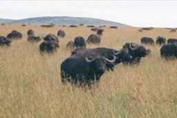 Masai Mara, Kenya - Cape Buffalo