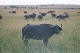 Masai Mara, Kenya - Cape Buffalo