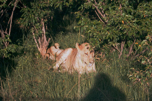 Masai Mara, Kenya - Lionesses