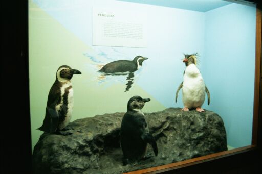 Stuffed Penguins in City Hall Museum