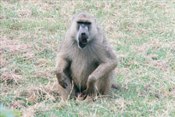 Tsavo National Park, Kenya - Sitting baboon