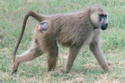 Tsavo National Park, Kenya - Walking baboon