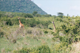 Tsavo National Park, Kenya - Reticulated Giraffes