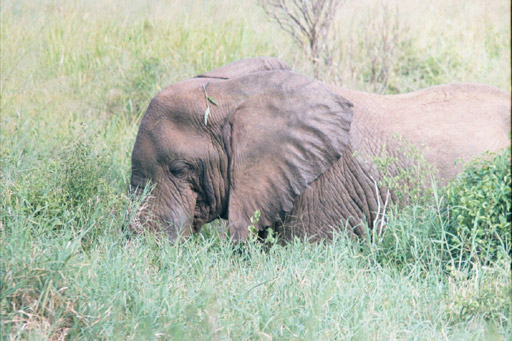 Tsavo National Park, Kenya - Elephant