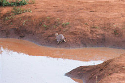 Tsavo National Park, Kenya - Tortoise