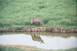 Tsavo National Park, Kenya - Waterbuck