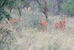 Tsavo National Park, Kenya - Impalas