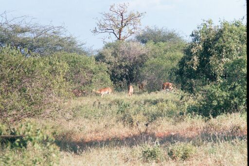 Tsavo National Park, Kenya -  Impalas