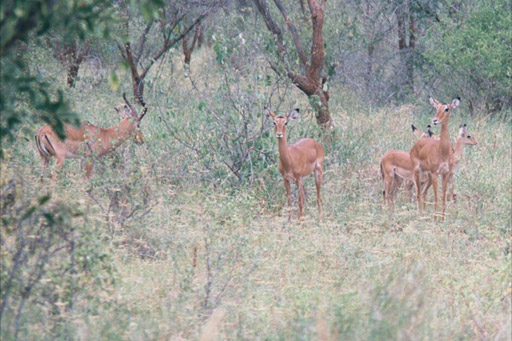 Tsavo National Park, Kenya -  Impalas