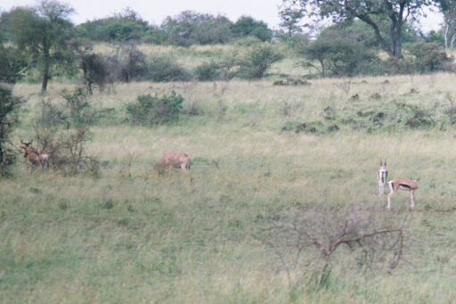 Amboseli National Park, Kenya - Thomson's and Grant's Gazelles