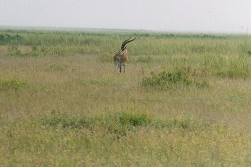 Amboseli National Park, Kenya - Grant's Gazelle