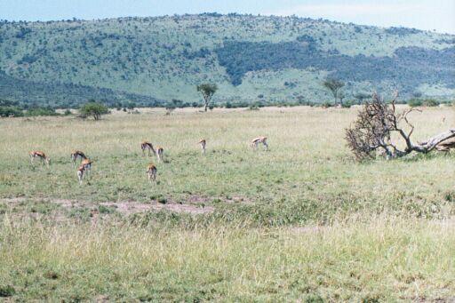 Masai Mara, Kenya - Thomson's Gazelles