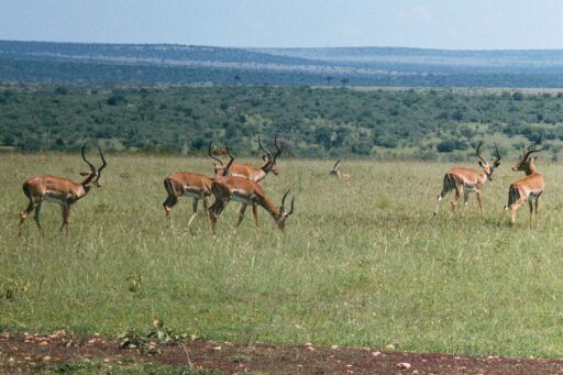 Masai Mara, Kenya -  Impalas