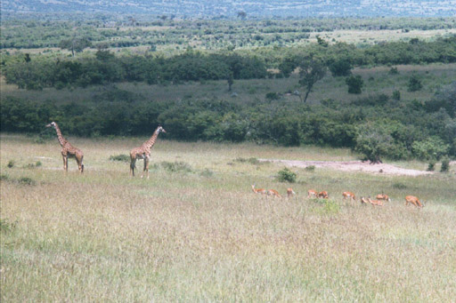 Masai Mara, Kenya - Masai Giraffes with Impala