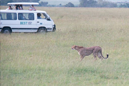 Masai Mara, Kenya - 1 Toyota, 1 Cheetah