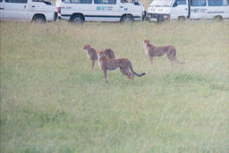 Masai Mara, Kenya - 3 Toyotas, 3 Cheetahs