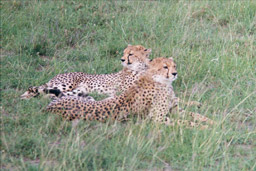 Masai Mara, Kenya - Cheetahs