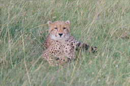 Masai Mara, Kenya - Cheetah