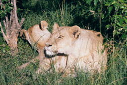 Masai Mara, Kenya - Lionesses