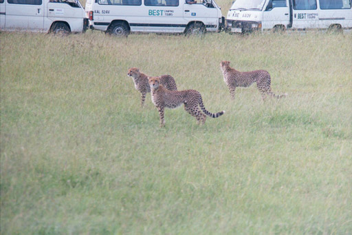 Masai Mara, Kenya - 3 Toyotas, 3 Cheetahs