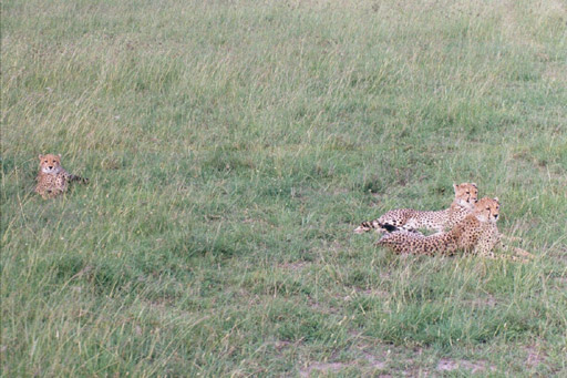 Masai Mara, Kenya - Cheetahs