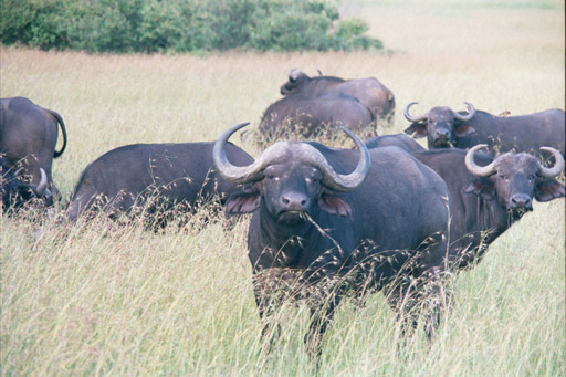 Masai Mara, Kenya - Hayseed Cape Buffalo