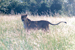 Masai Mara, Kenya - Lioness