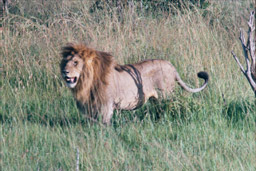 Masai Mara, Kenya - The King