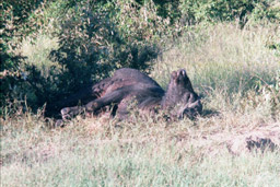 Masai Mara, Kenya - Lion kill, a cape buffalo