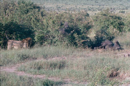 Masai Mara, Kenya - Lion approaching the dead cape buffalo