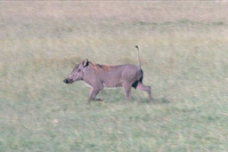 Masai Mara, Kenya - Warthog