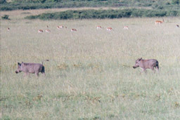 Masai Mara, Kenya - Warthogs with Thomson's Gazelles