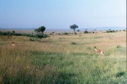 Masai Mara, Kenya - Hartebeests