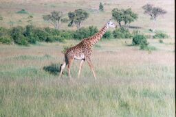 Masai Mara, Kenya - Masai Giraffe